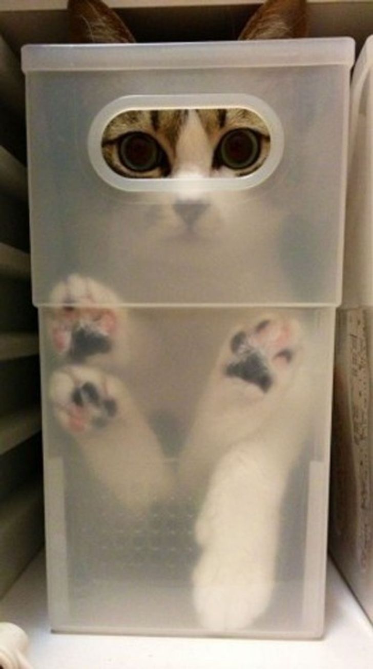 15 Potret kucing masuk ke dalam wadah ini bikin gemas sekaligus ngakak