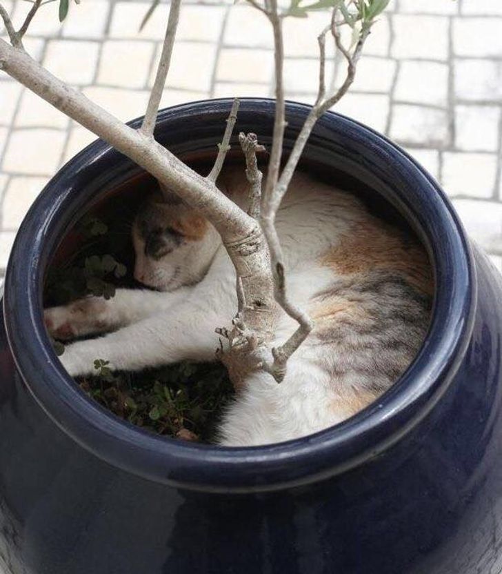 15 Potret kucing masuk ke dalam wadah ini bikin gemas sekaligus ngakak