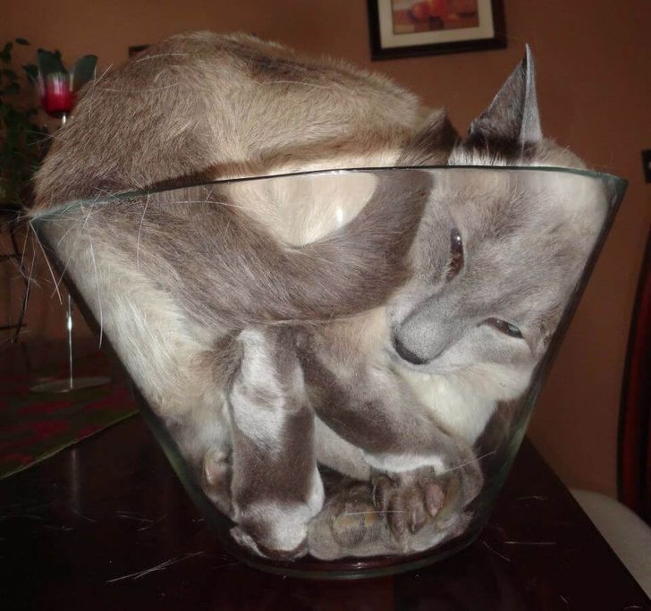 15 Potret kucing masuk ke dalam wadah ini bikin gemas sekaligus ngakak