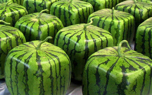 Square Watermelon
