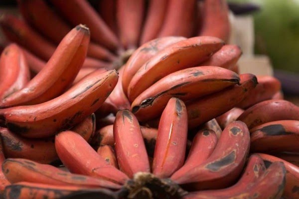 Inilah 8 jenis pisang  paling terkenal di dunia ada pisang  