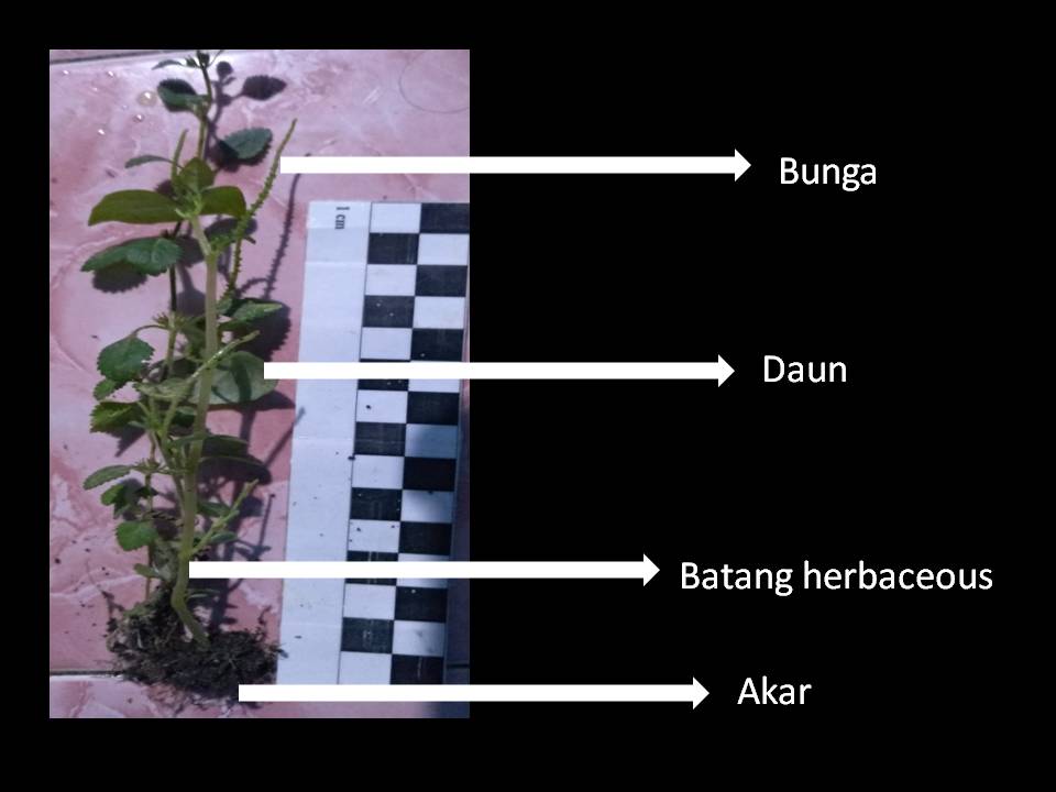 Sering tumbuh liar, daun suruhan terbukti turunkan asam urat