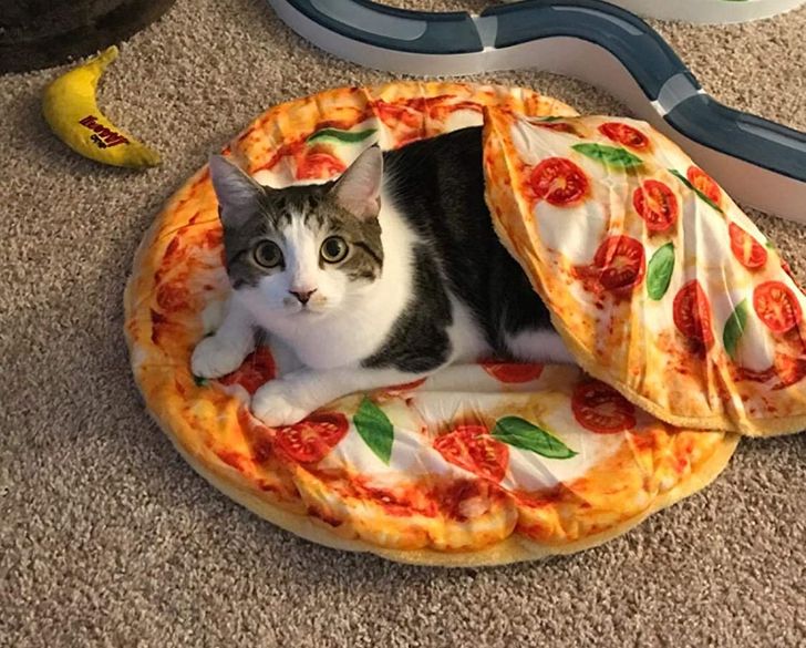 Bukannya tidur nyenyak, 15 bentuk bantal ini justru bikin lapar