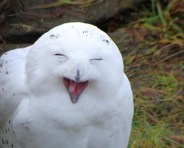 Tak seram, 13 potret burung hantu ini justru menggemaskan banget