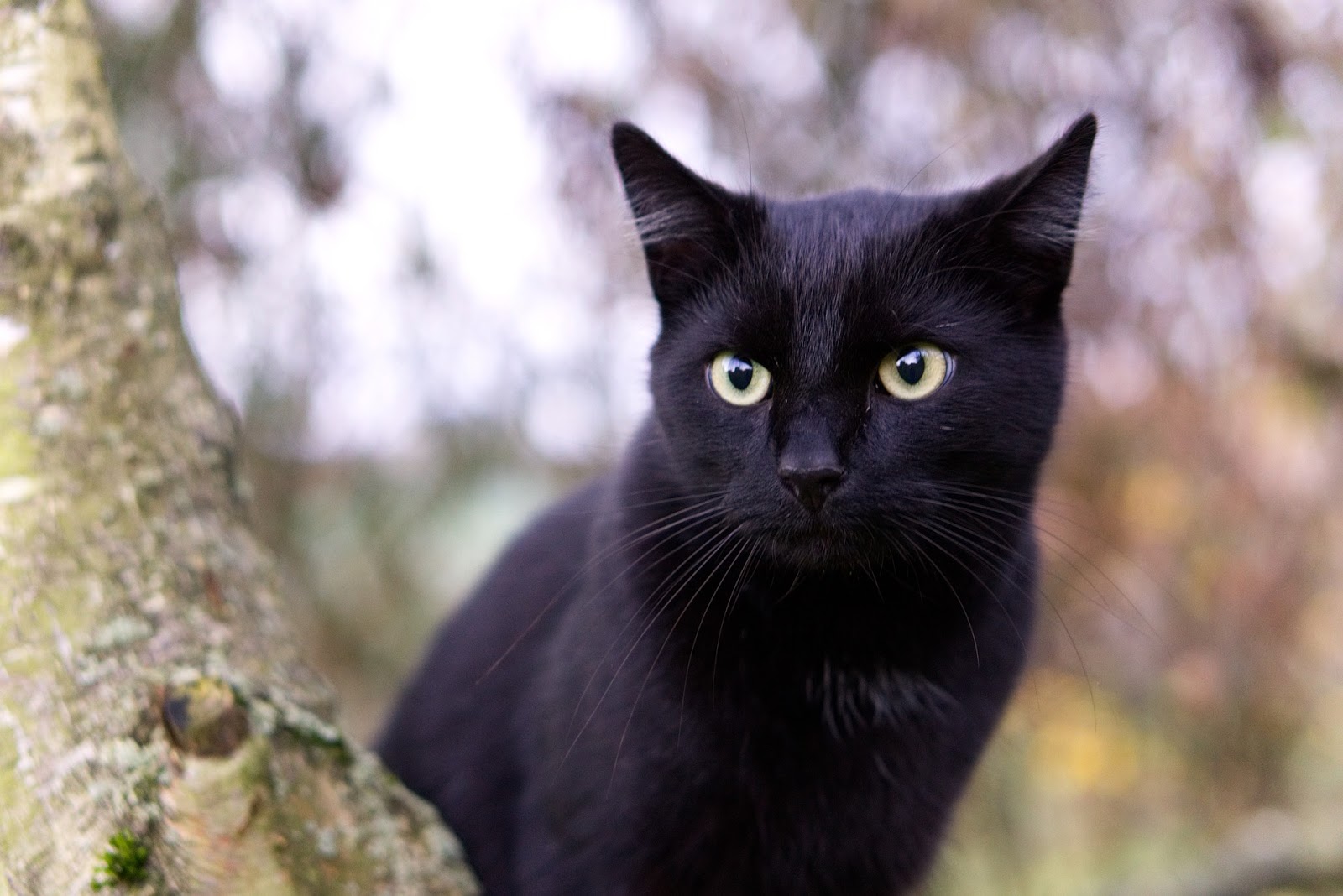 7 Mitos kucing hitam dari berbagai negara yang patut kamu ketahui