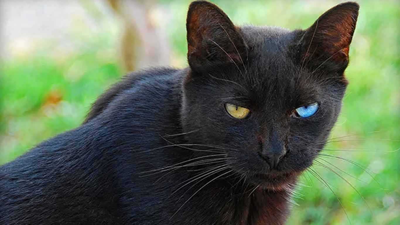 7 Mitos kucing hitam dari berbagai negara yang patut kamu ketahui