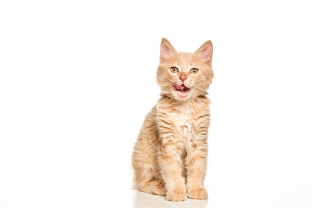 5 Penyebab bulu kucing rontok yang harus kamu ketahui