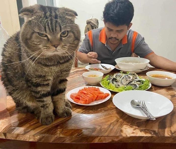 17 Potret seorang pria dan kucingnya ini bikin baper, mesra banget