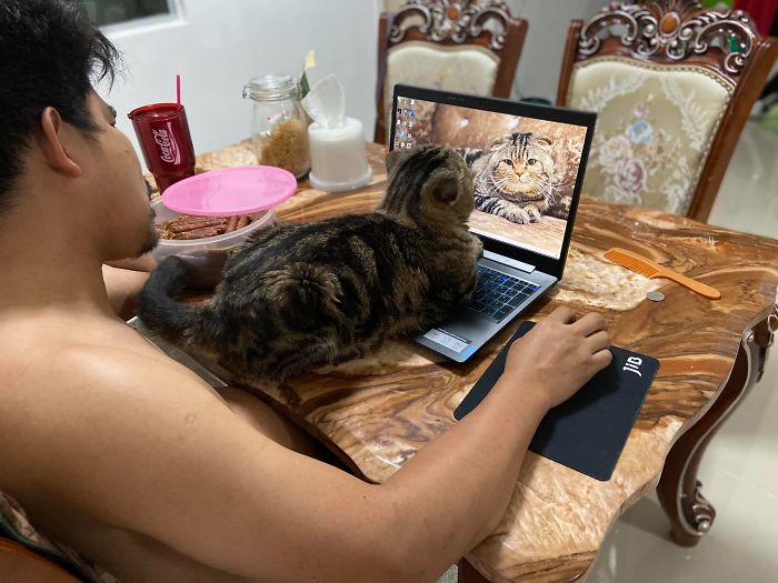 17 Potret seorang pria dan kucingnya ini bikin baper, mesra banget