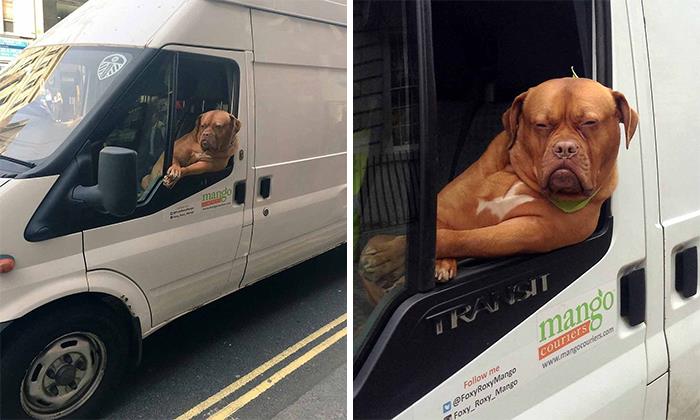 15 Potret kelucuan anjing saat diajak naik mobil ini bikin ngakak