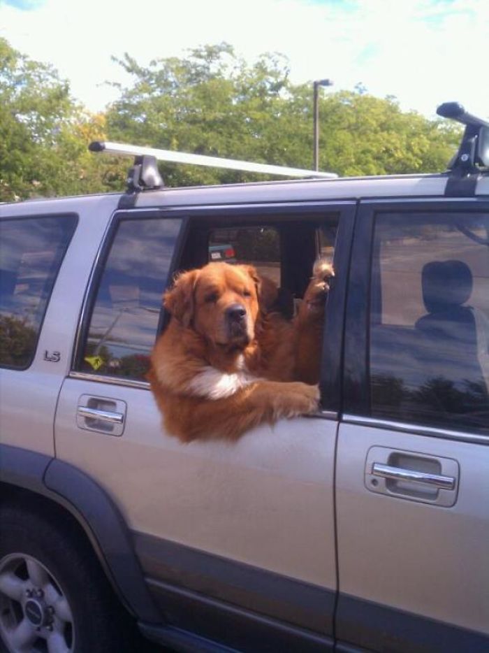 15 Potret kelucuan anjing saat diajak naik mobil ini bikin ngakak