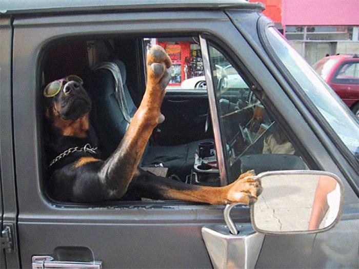 15 Potret kelucuan anjing saat diajak naik mobil ini bikin ngakak