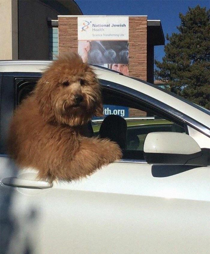 15 Potret kelucuan anjing saat diajak naik mobil ini bikin ngakak