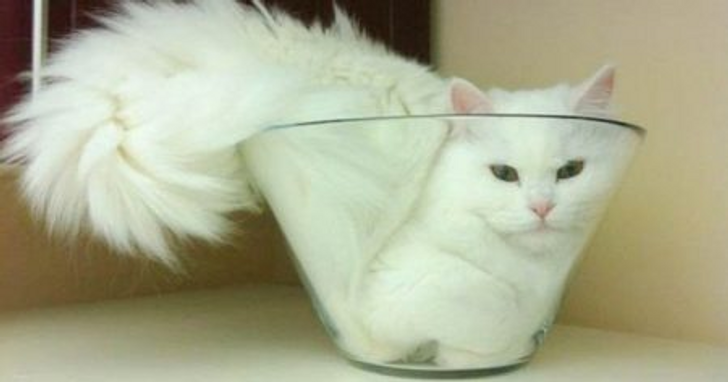 7 Potret ini membuktikan bahwa kucing adalah hewan yang fleksibel