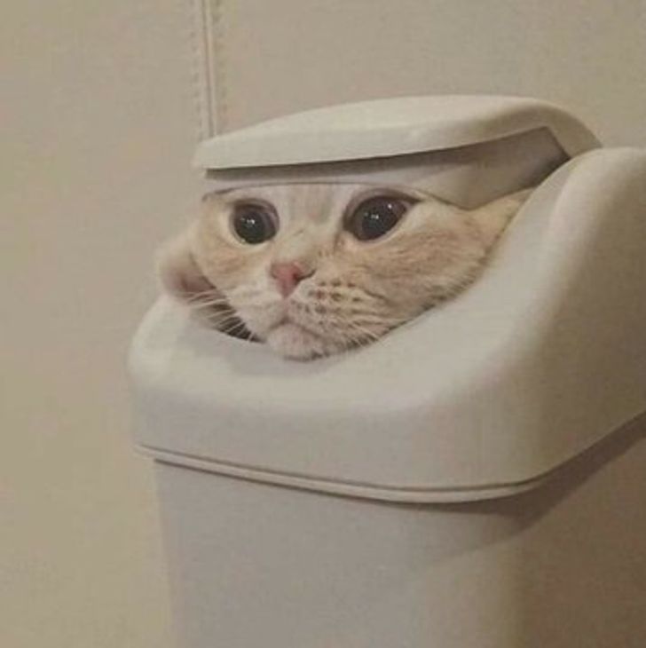 7 Potret ini membuktikan bahwa kucing adalah hewan yang fleksibel
