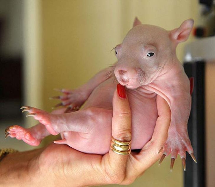 6 Foto bayi binatang ini lucu dan menggemaskan, ada bayi buaya