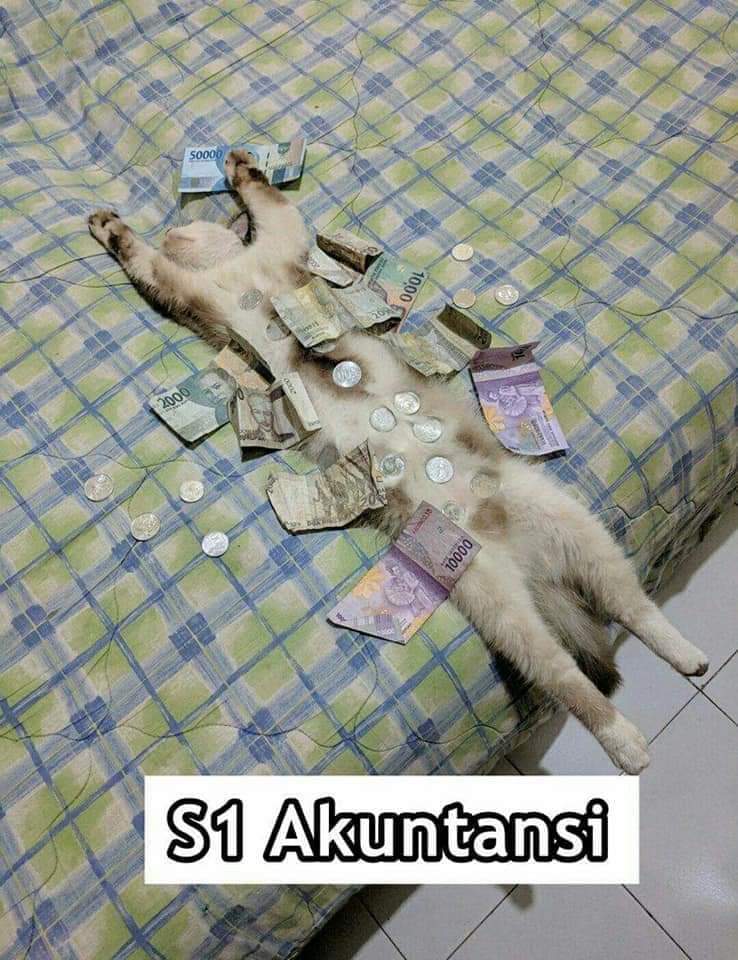 9 Meme kucing saat mengenyam perkuliahan ini bikin ngakak