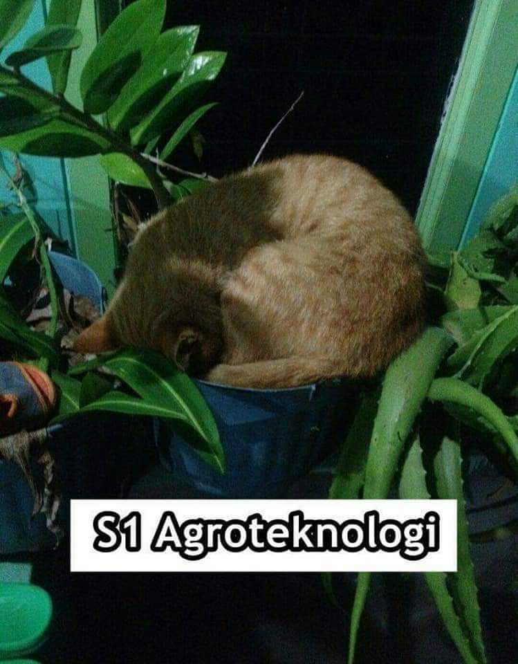 9 Meme kucing saat mengenyam perkuliahan ini bikin ngakak