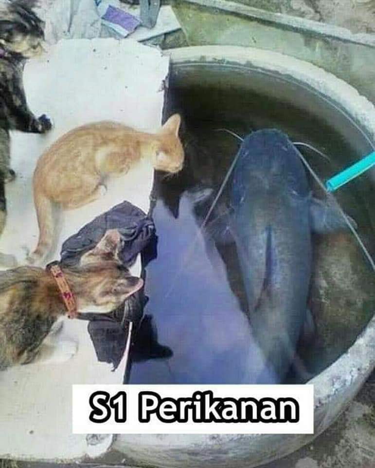 9 Meme kucing saat mengenyam perkuliahan ini bikin ngakak