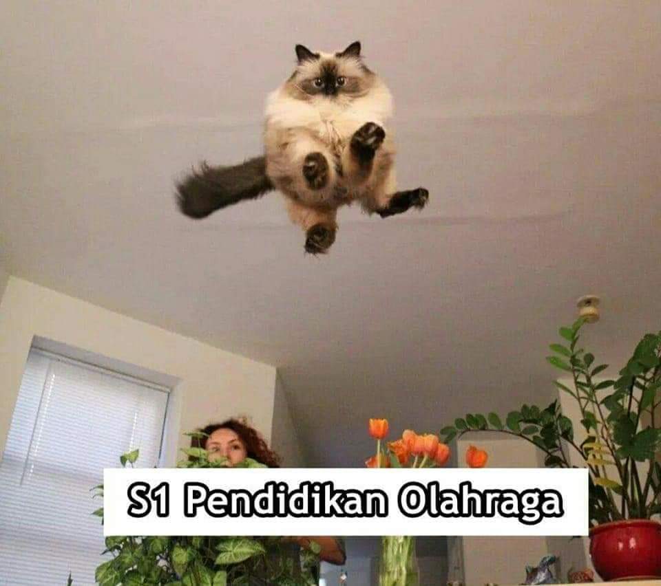 9 Meme kucing saat mengenyam perkuliahan ini bikin ngakak