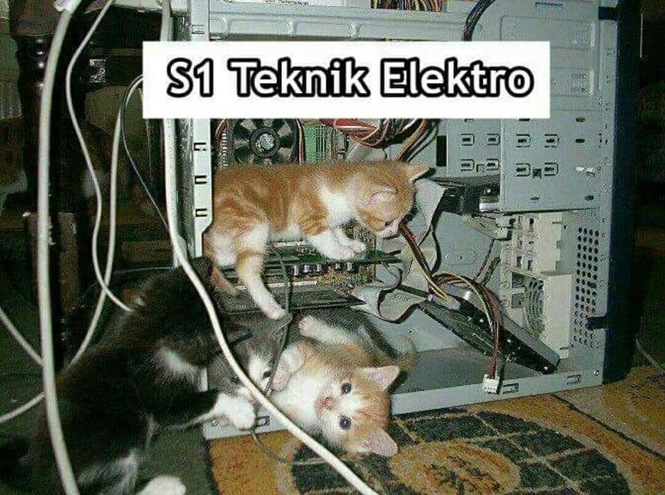 9 Meme kucing saat mengenyam perkuliahan ini bikin ngakak