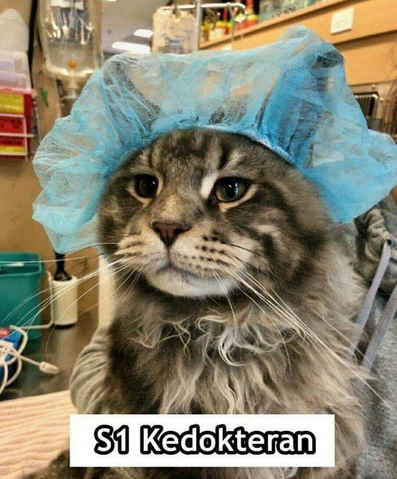 9 Meme kucing saat mengenyam perkuliahan ini bikin ngakak
