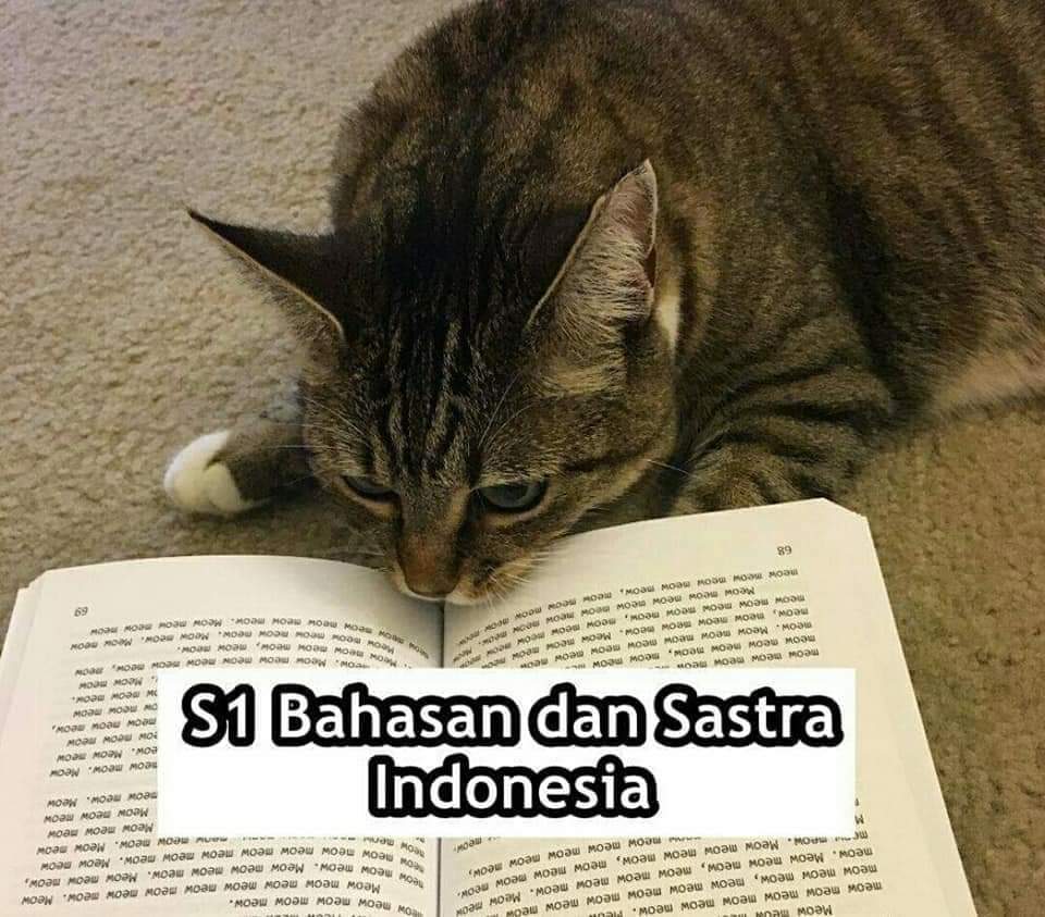 9 Meme kucing saat mengenyam perkuliahan ini bikin ngakak