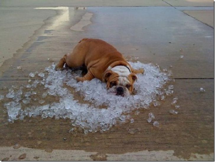 17 Tingkah manusia dan hewan saat cuaca panas ini dijamin bikin ngakak