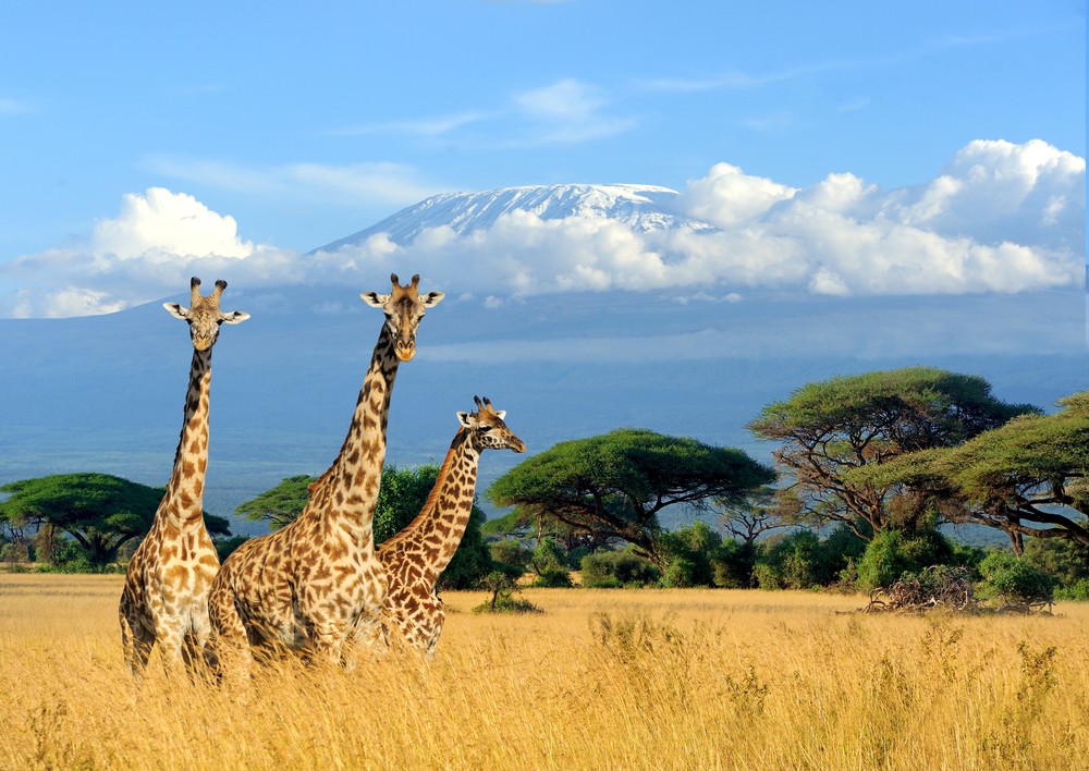 Kilimanjaro