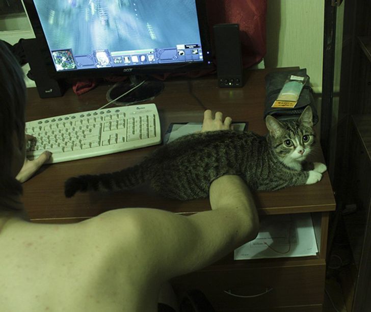 18 Tingkah lucu kucing saat mengganggu majikannya ini bikin gemas