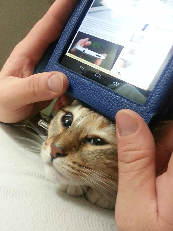 18 Tingkah lucu kucing saat mengganggu majikannya ini bikin gemas