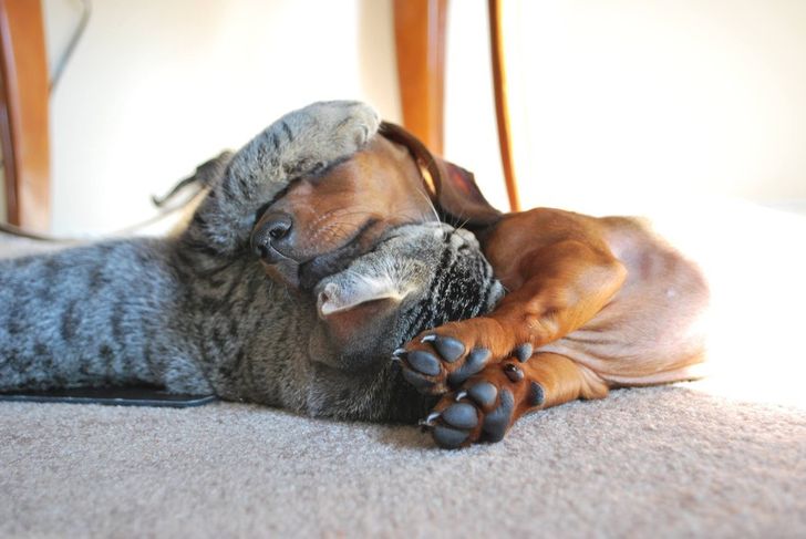 19 Potret persahabatan anjing dan kucing ini bikin hati adem