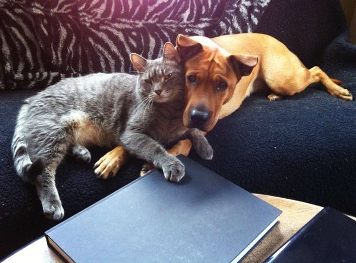 19 Potret persahabatan anjing dan kucing ini bikin hati adem
