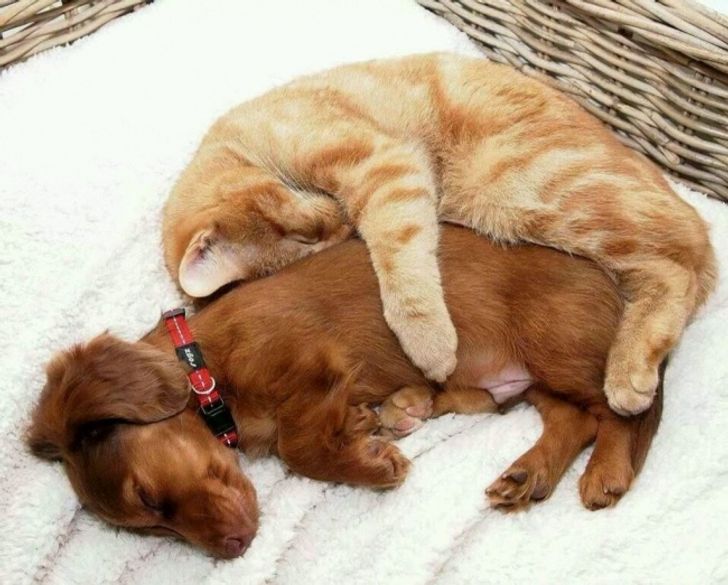 19 Potret persahabatan anjing dan kucing ini bikin hati adem