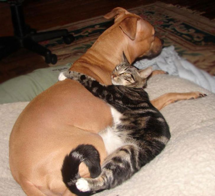 19 Potret persahabatan anjing dan kucing ini bikin hati adem