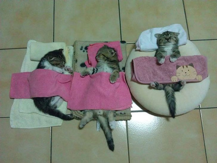 19 Pose kucing saat tidur ini bikin senyum sendiri, gemesin banget
