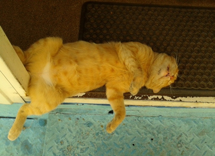 19 Pose kucing saat tidur ini bikin senyum sendiri, gemesin banget
