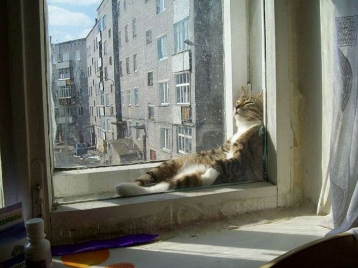 19 Pose kucing saat tidur ini bikin senyum sendiri, gemesin banget