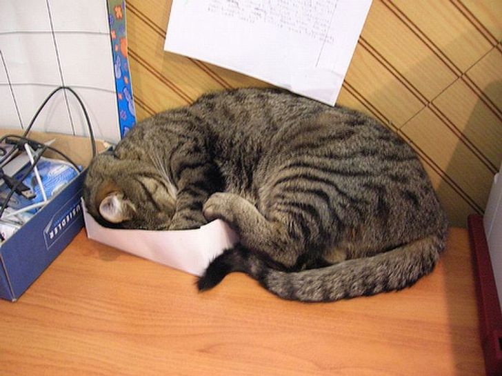 19 Pose kucing saat tidur ini bikin senyum sendiri, gemesin banget