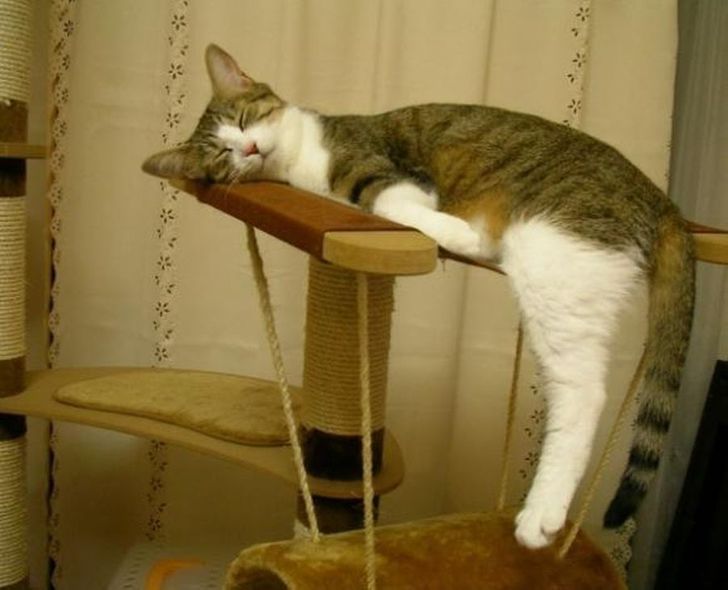 19 Pose kucing saat tidur ini bikin senyum sendiri, gemesin banget