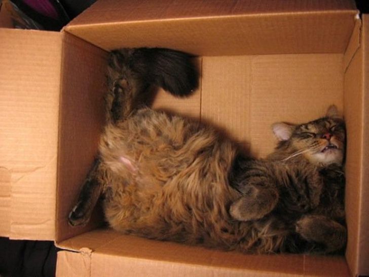 19 Pose kucing saat tidur ini bikin senyum sendiri, gemesin banget