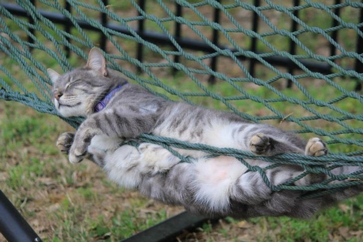 19 Pose kucing saat tidur ini bikin senyum sendiri, gemesin banget