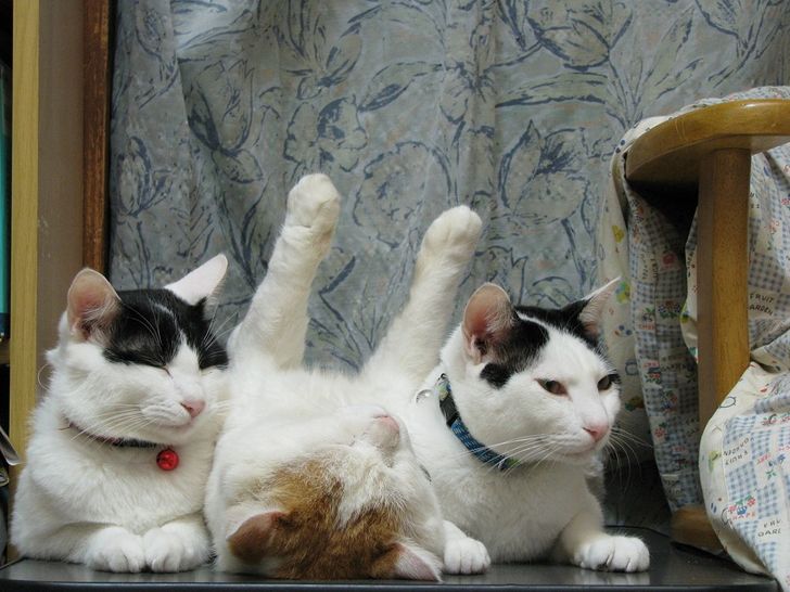 19 Pose kucing saat tidur ini bikin senyum sendiri, gemesin banget