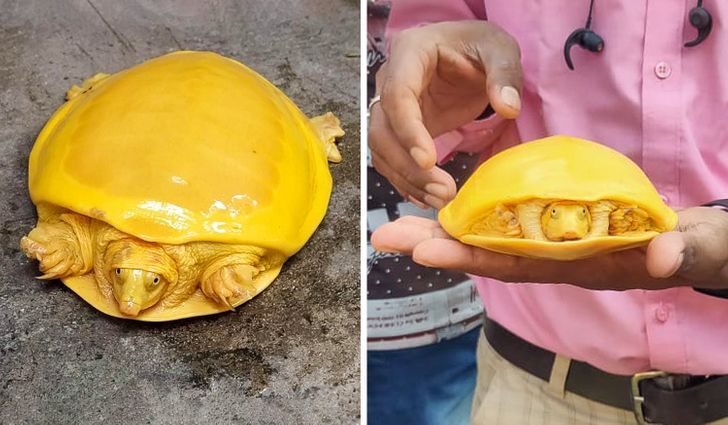 17 Fenomena unik ini terjadi di luar dugaan, dijamin bikin takjub