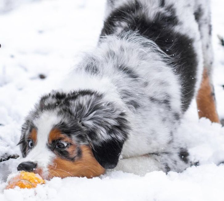 14 Ekspresi kocak hewan saat berada di salju, bikin senyum sendiri