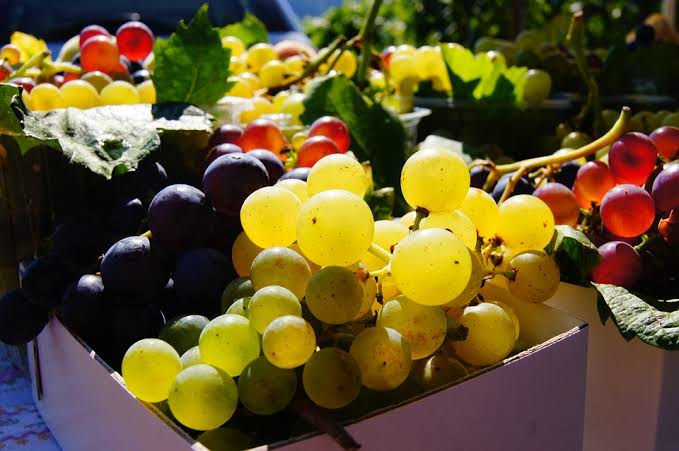9 Fakta menarik buah anggur yang patut kamu ketahui