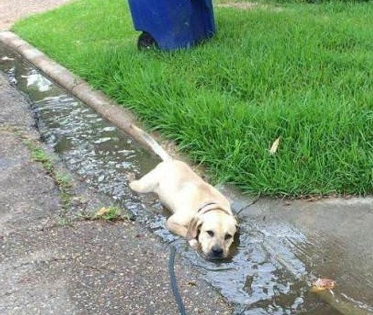 11 Tingkah kocak anjing yang tak terduga ini bikin ngakak