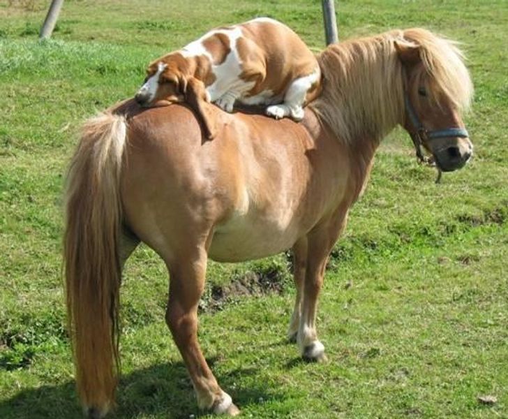 11 Tingkah kocak anjing yang tak terduga ini bikin ngakak