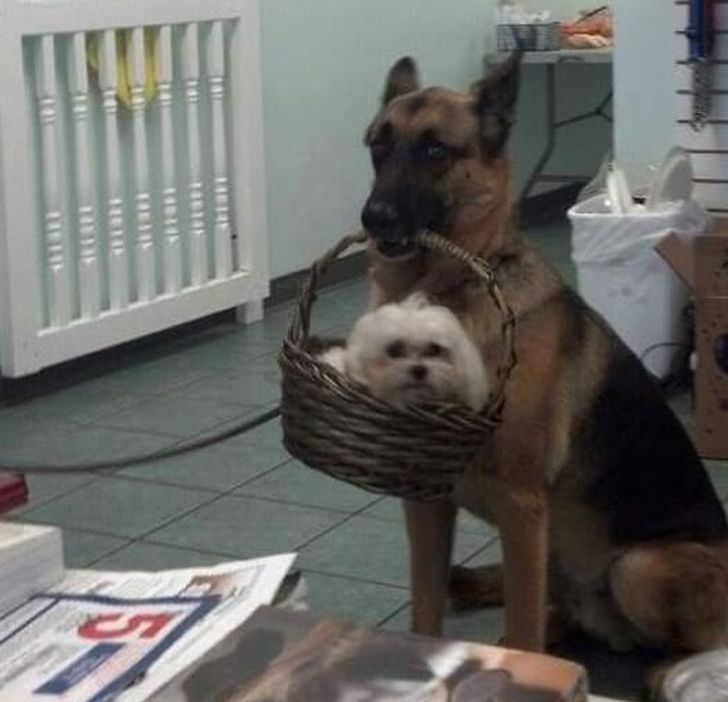 11 Tingkah kocak anjing yang tak terduga ini bikin ngakak