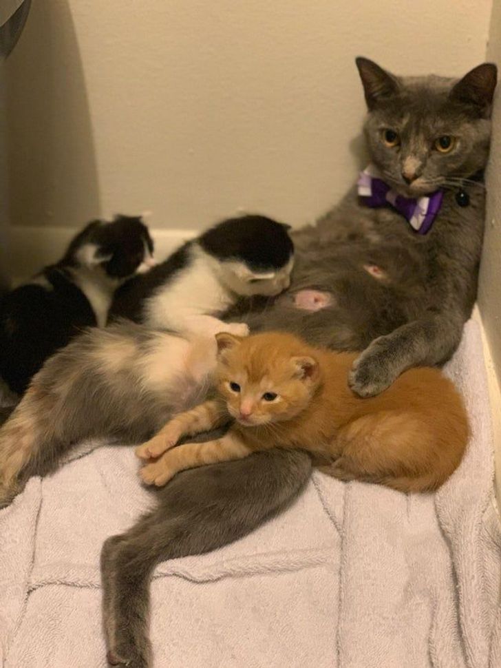 14 Ekspresi lucu kucing yang diganggu saat sedang santai, bikin gemas